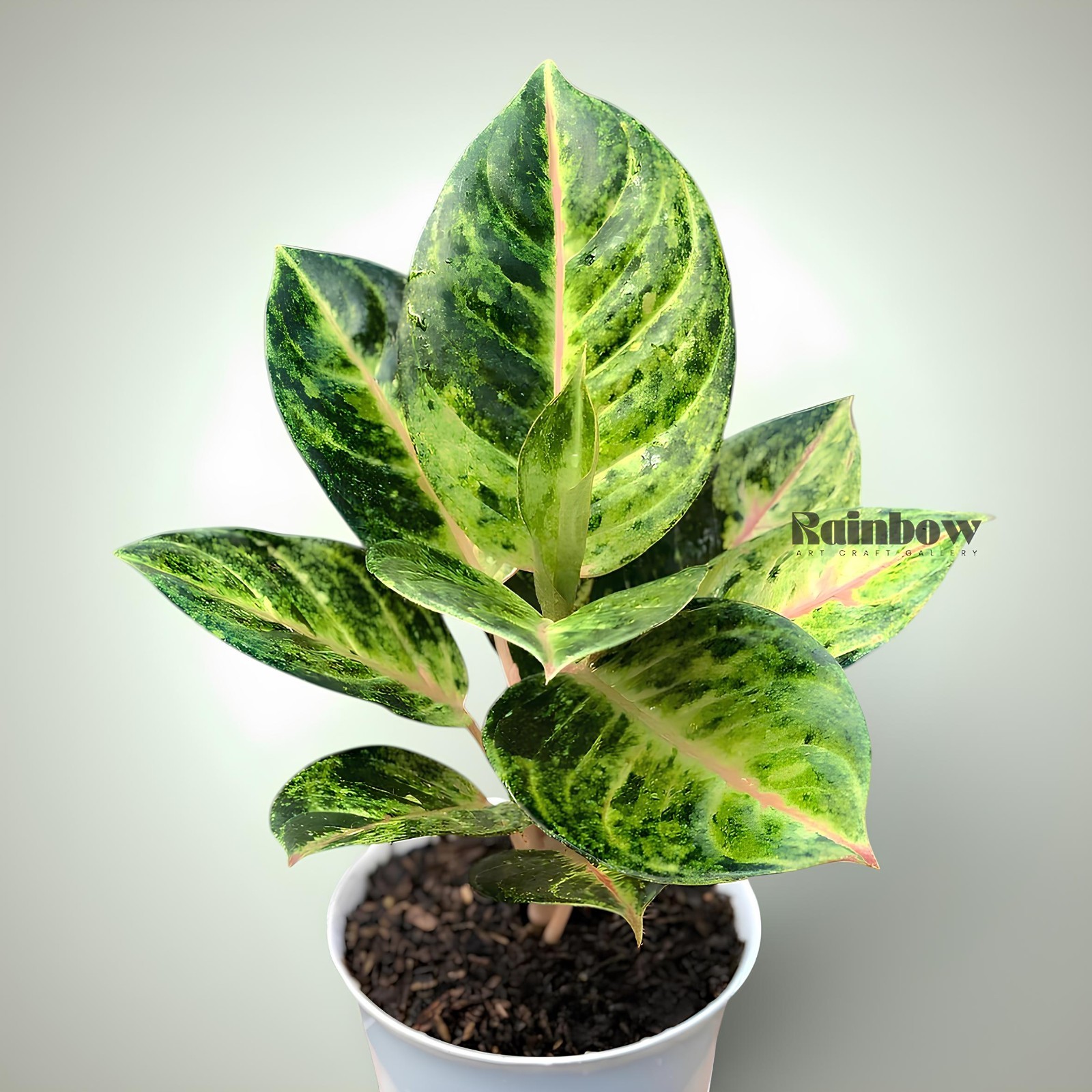 Aglaonema Golden Siam Beatiful Ornamental Plant