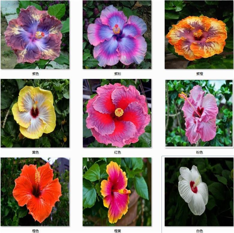 (10) HIBISCUS SEEDS perennial flower garden bed bush plant USA SELLER W/TRACK