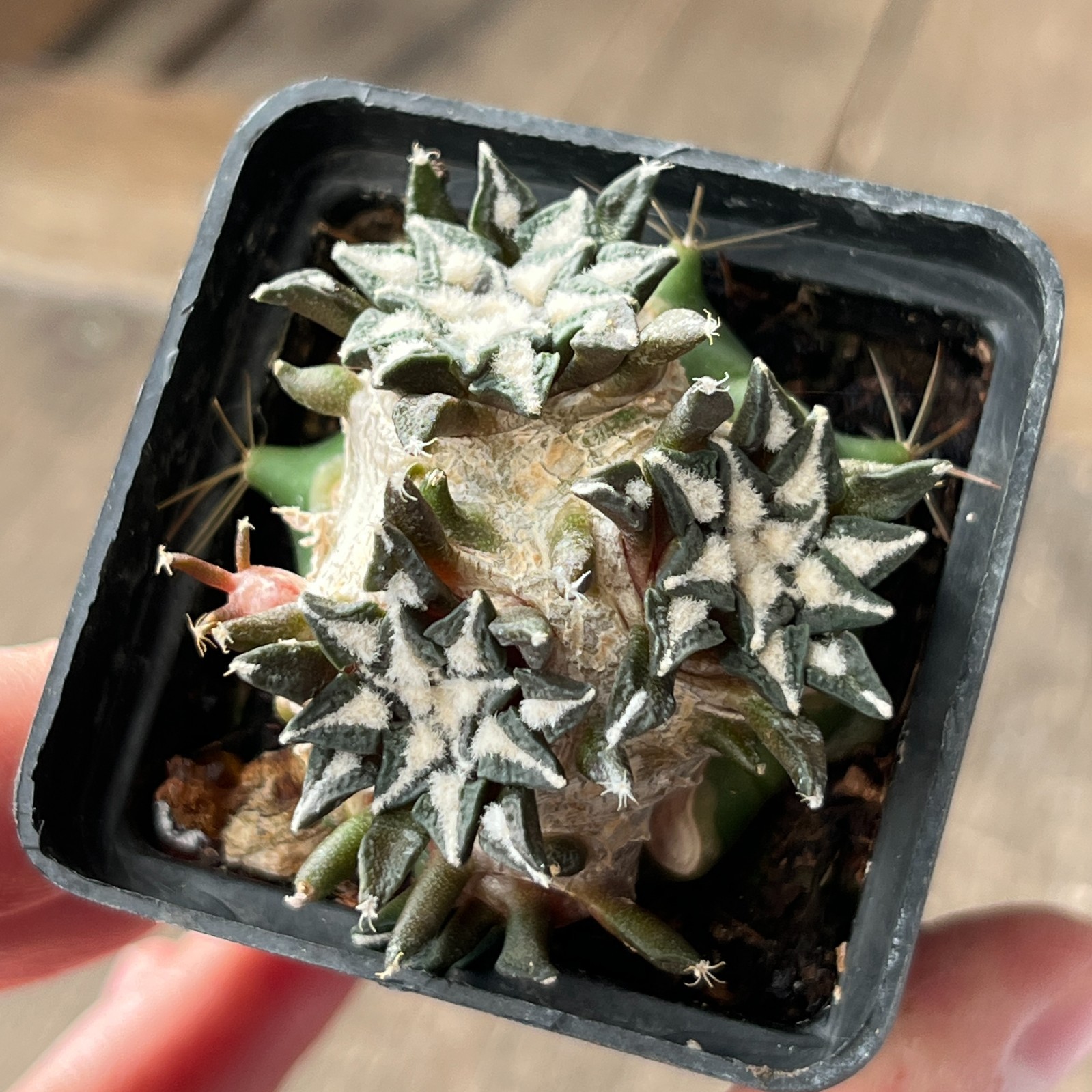 A32-4250 Cactus kotscoubeyanus, VM526, S Lucio Blanco, Coa, grafted