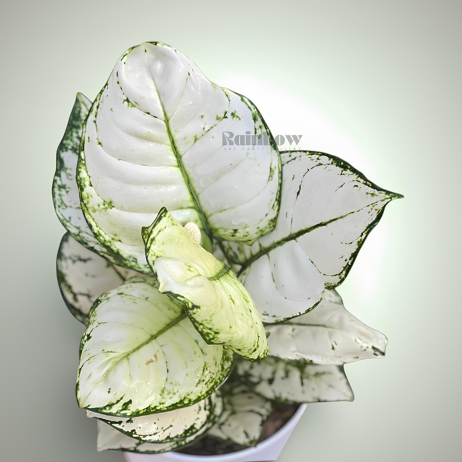 Aglaonema Super White Beatiful Ornamental Plant