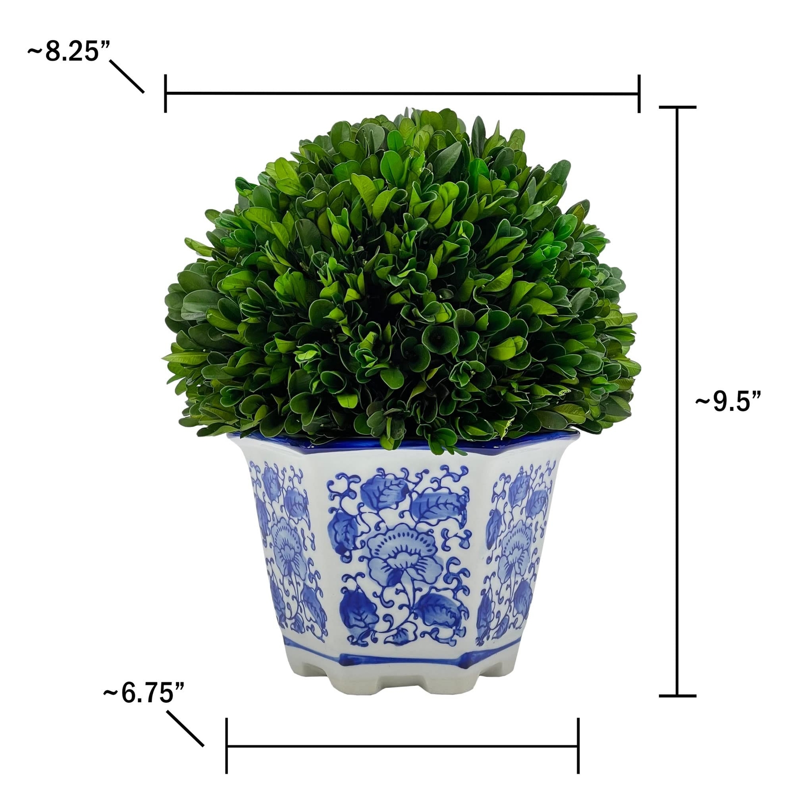 Galt International Preserved Natural Boxwood in Ceramic Pot – Plant and Table…