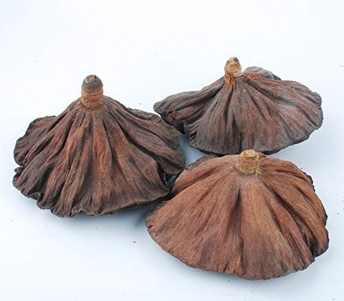 10PCS Dried Brown Lotus Pods – Natural Decor, No Seeds or Stems, 8-10CM