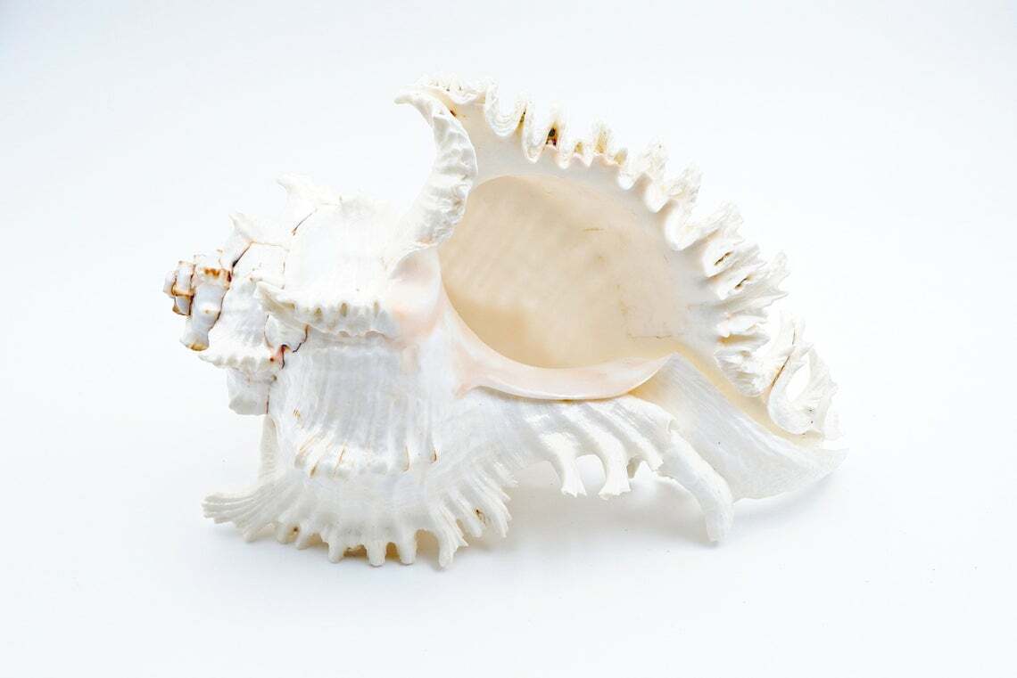 Murex Sea Shell Vase Fillers Set 2 White Coastal Decor Large 7″L Pair New🦩.
