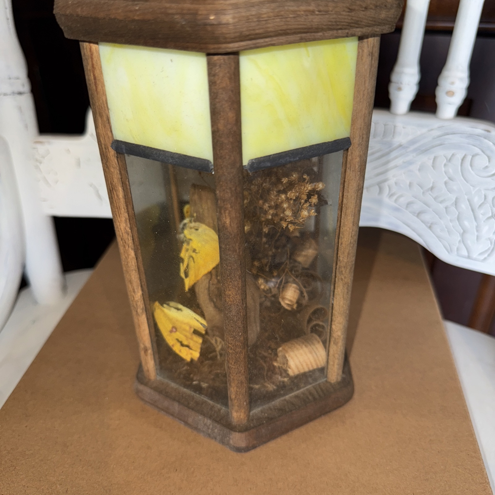 Butterfly Taxidermy Stichophthalma howqua Male Jungle Queen Glass Case Vintage