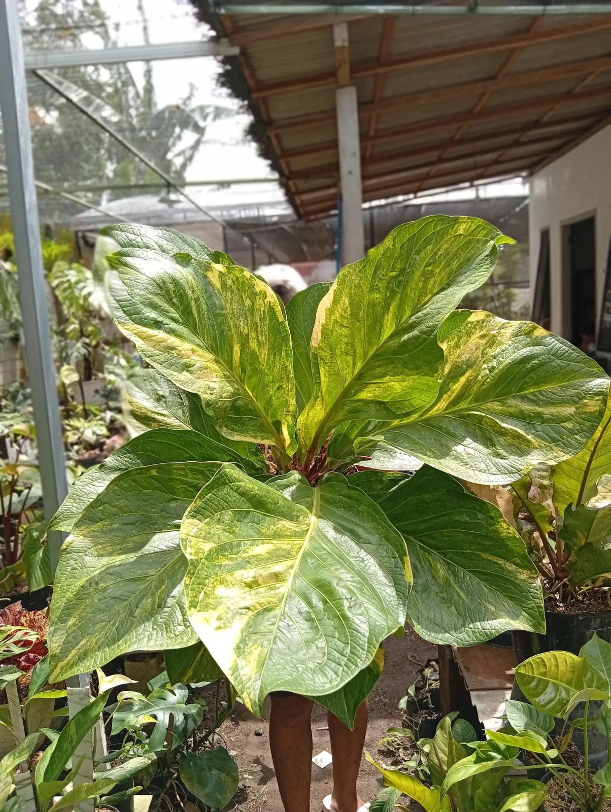 Real Picture Anthurium Jemanii Cobra Batik Variegated Big Size
