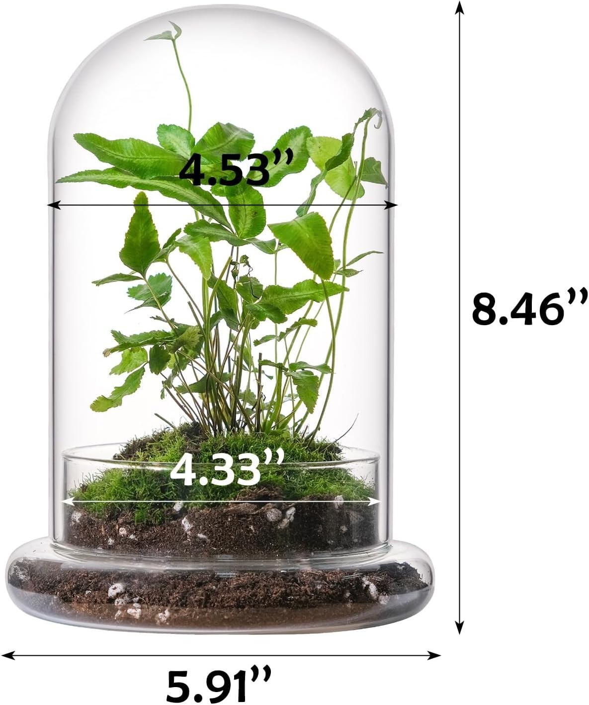 Durable 8” Mini Glass Cloche with Drainage Hole – Perfect for Small Plants