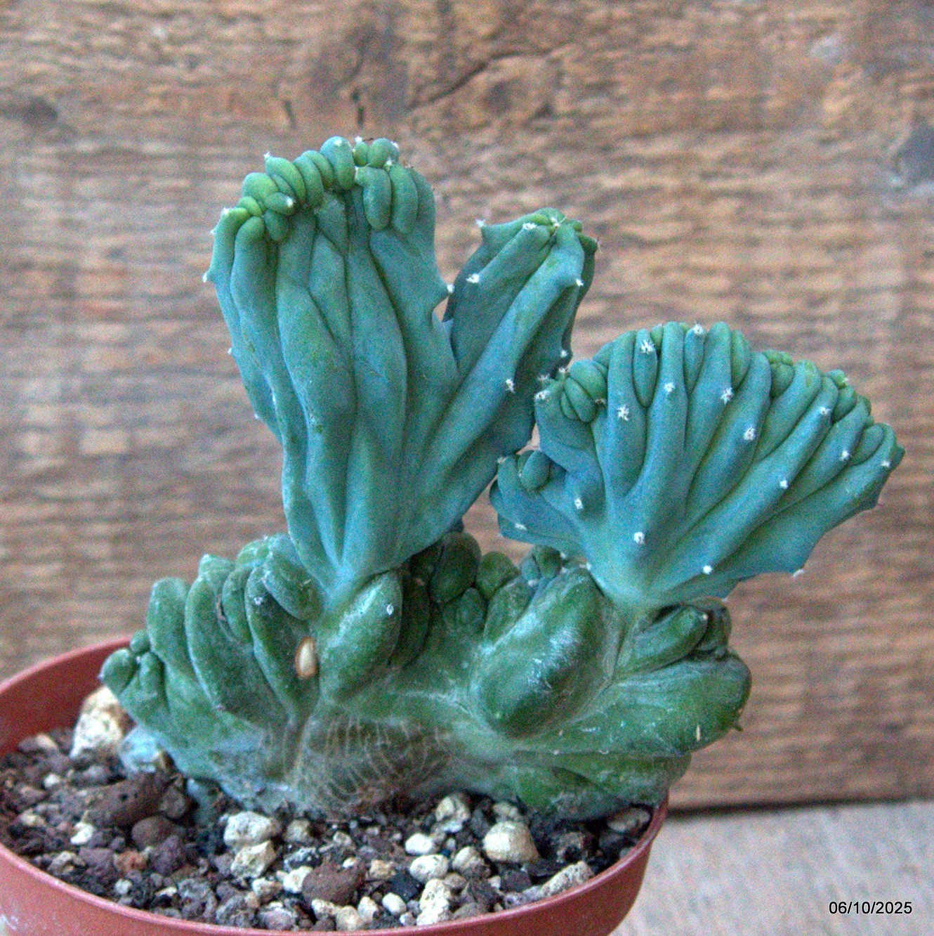 D6894 MYRTILLOCACTUS GEOMETRIZANS CRESTED pot10-H12-W9 cm MaMa Cactus
