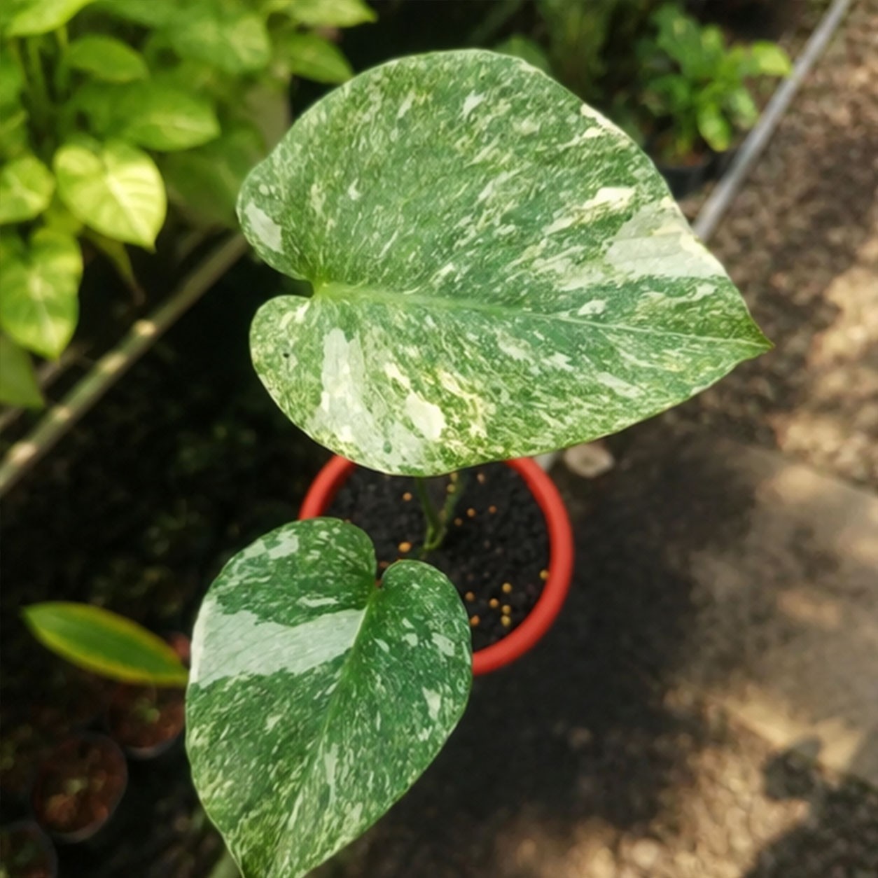 Monstera Legacy Diamond | Rare Variegated Monstera | Collector Aroid
