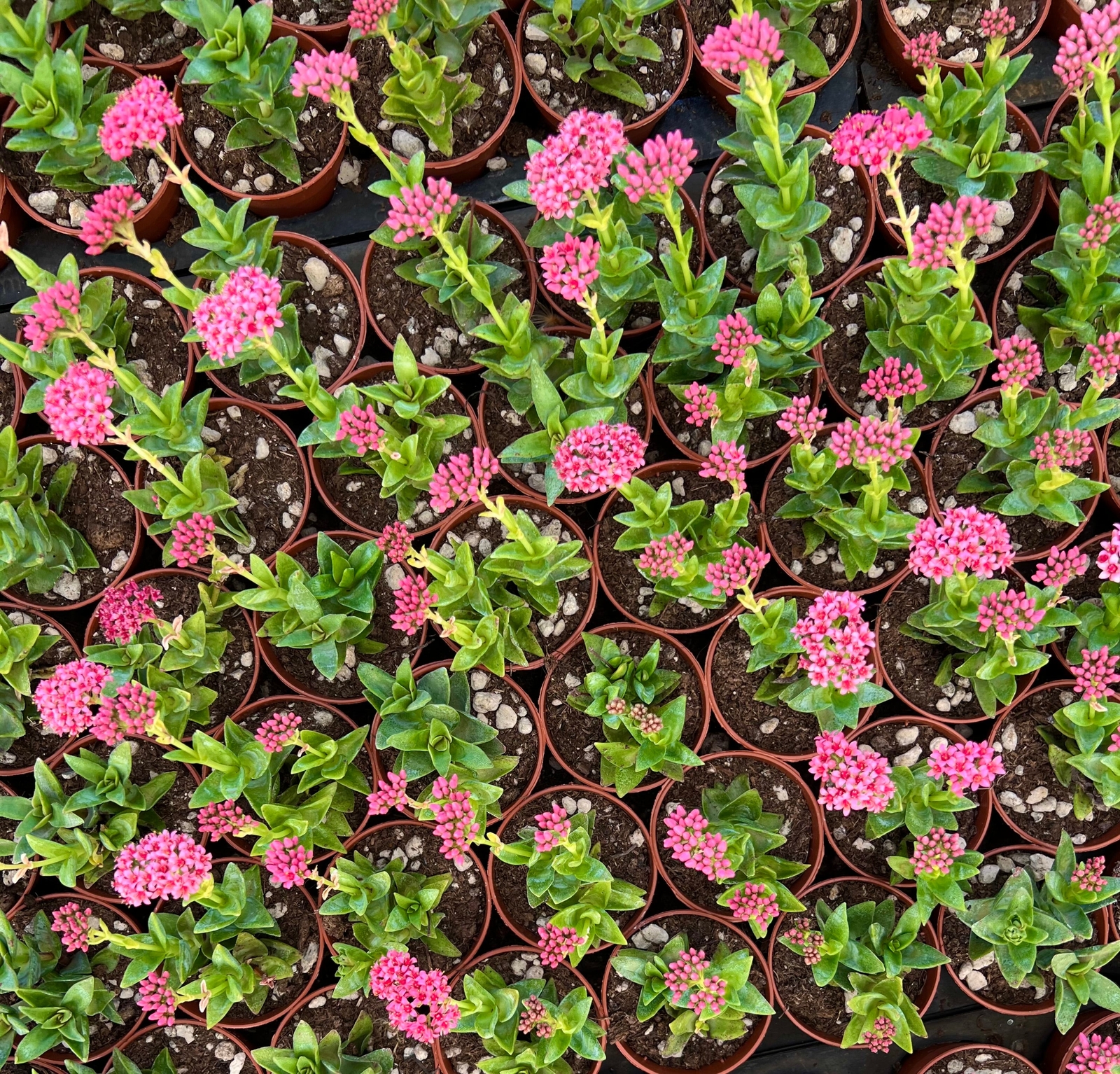 Crassula cv Bride’s Bouquet –