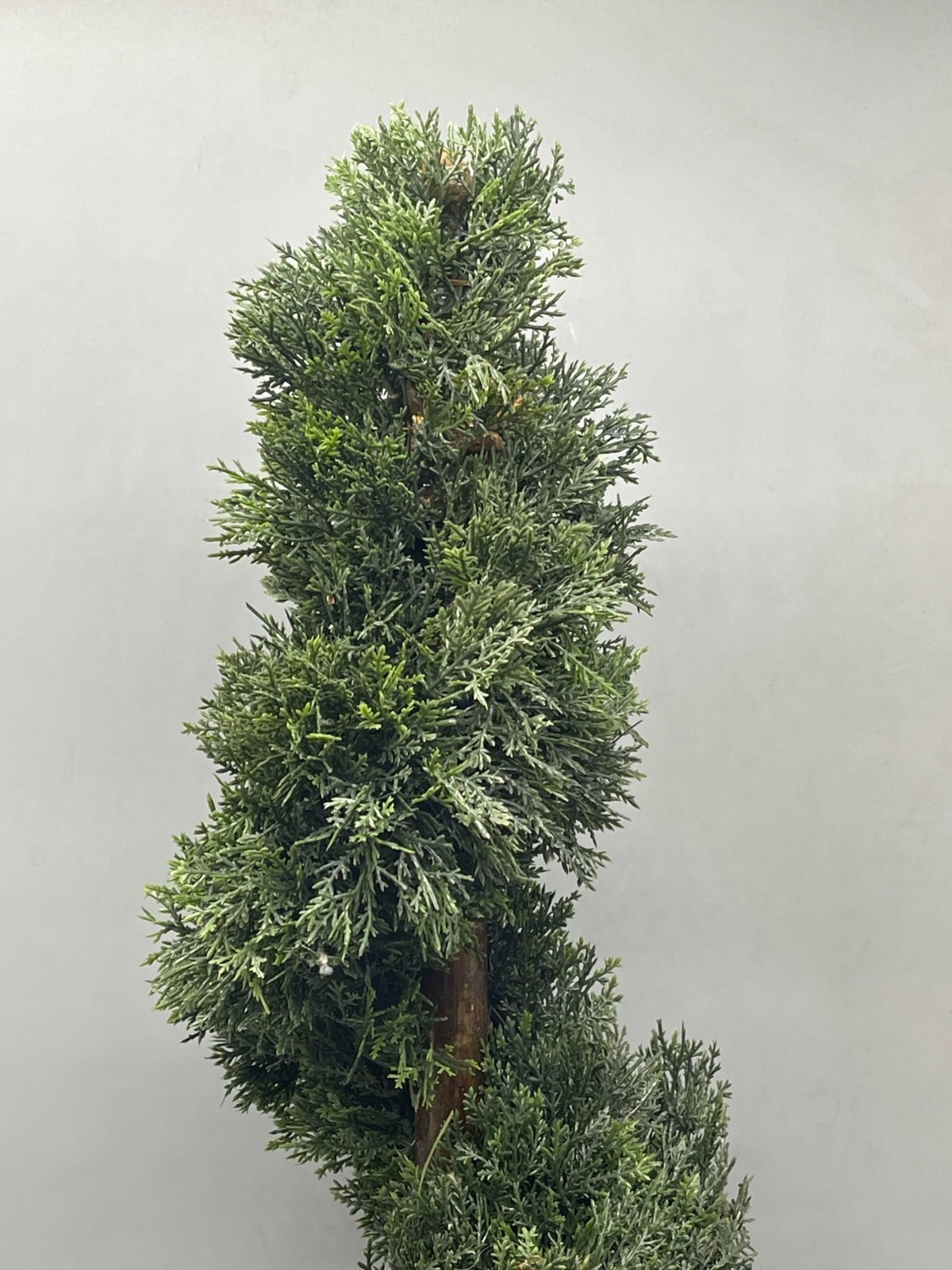 artificial natural looking spiral cedar tree potted 25″ green decor READ used…