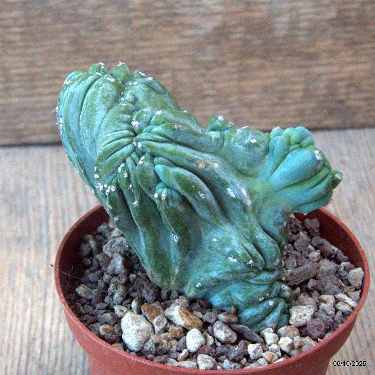 D6891 MYRTILLOCACTUS GEOMETRIZANS CRESTED pot10-H9-W9 cm MaMa Cactus
