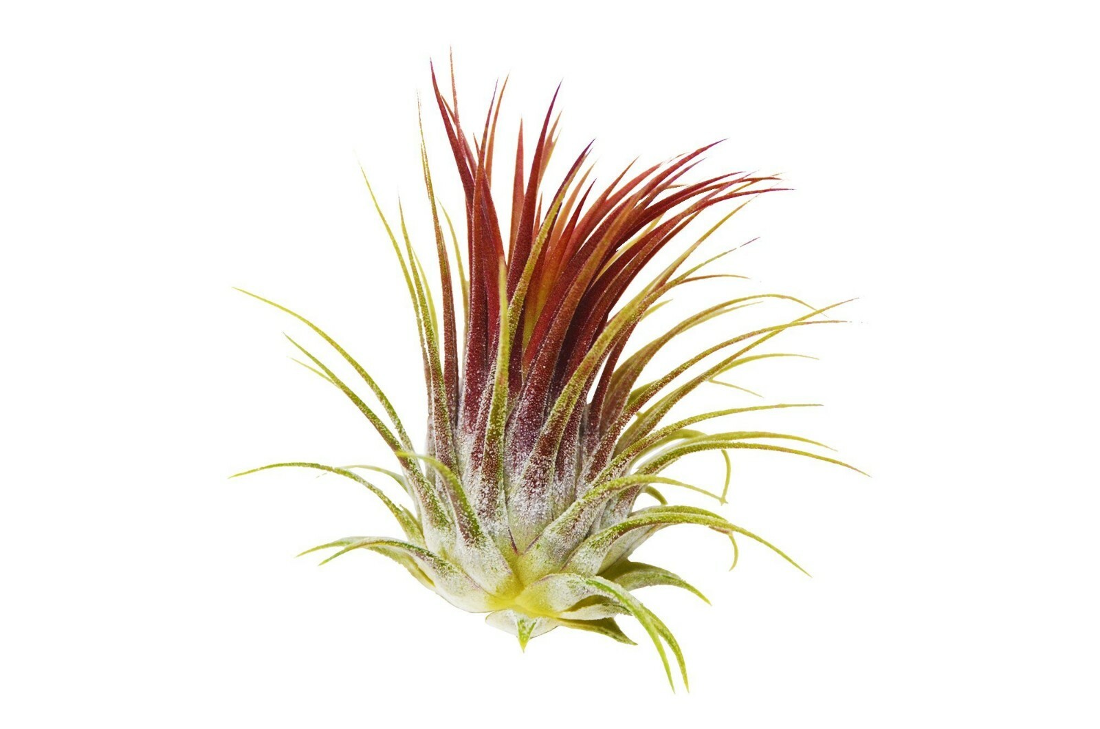 (Tillandsia) Air plants – Ionantha 3 x plant mix – Red Green & Rubra – Easy care