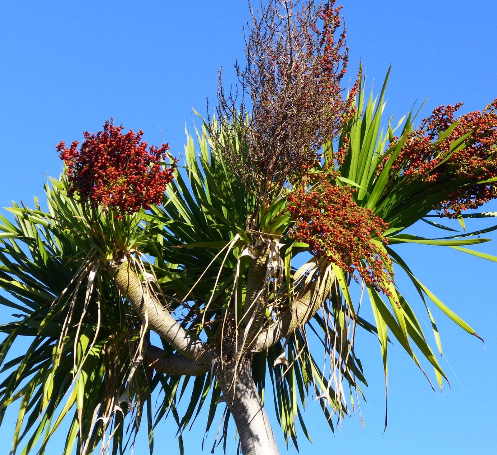 Dracaena cochinchinensis SEEDS – Cochinchina Dragon Tree | Bamboo-like Dracaena