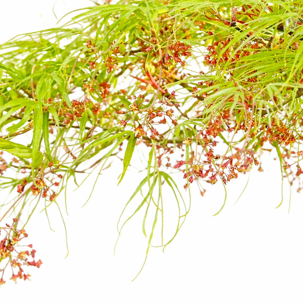 Acer palmatum cv ‘Koto-no-ito’ 40-60cm | Smooth Japanese maple – Japanese maple