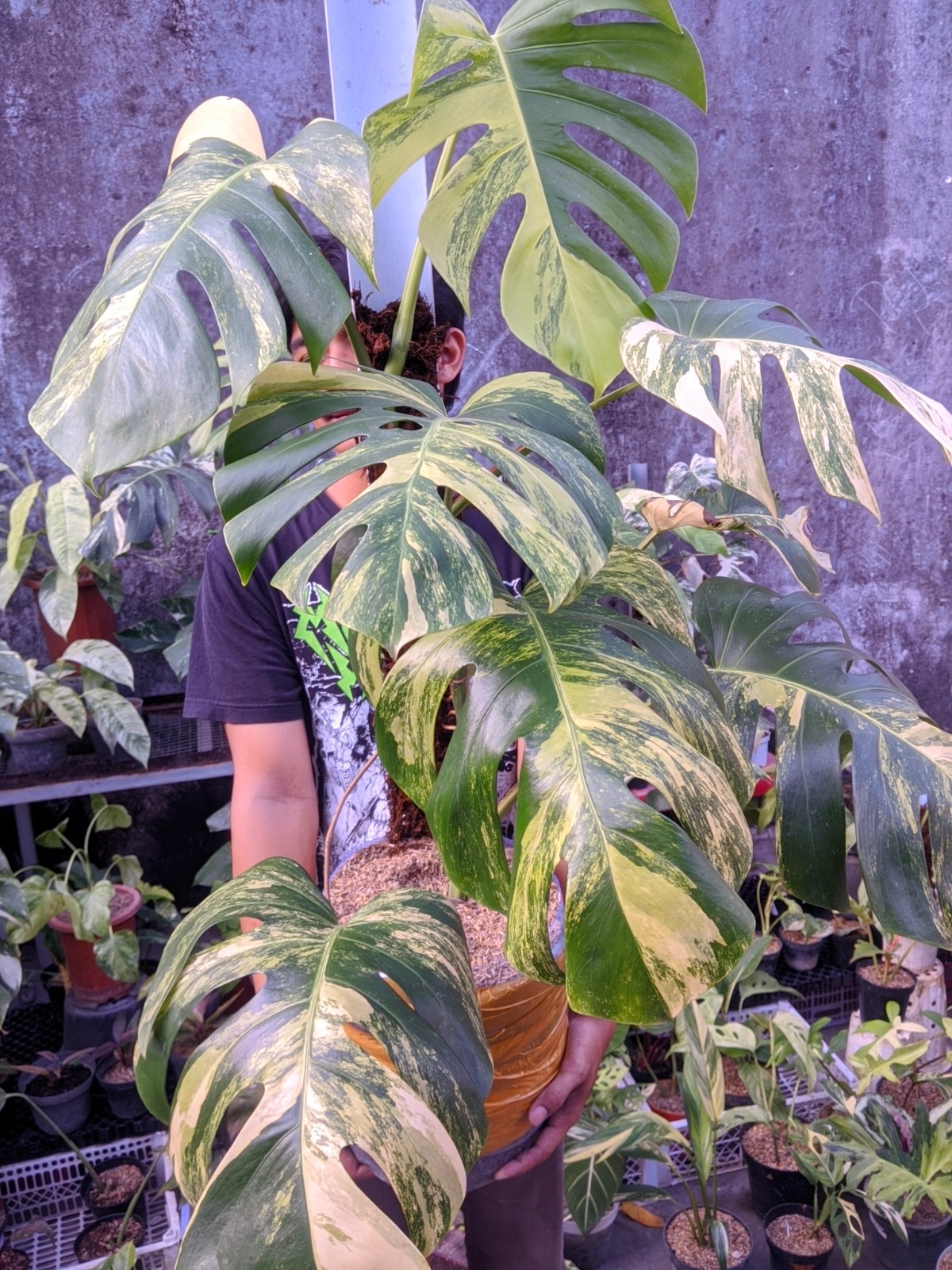 Monstera Marmorata Tricolor Variegated Large Size Real Picture