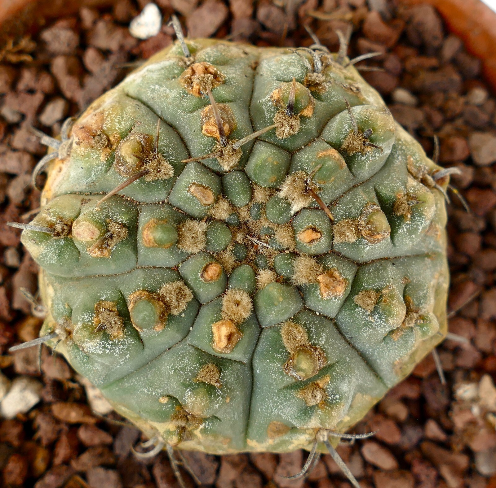 Gymnocalycium vatteri 2km SOUTH-EAST of Cordoba, ARGENTINA OLD PLANT CF2