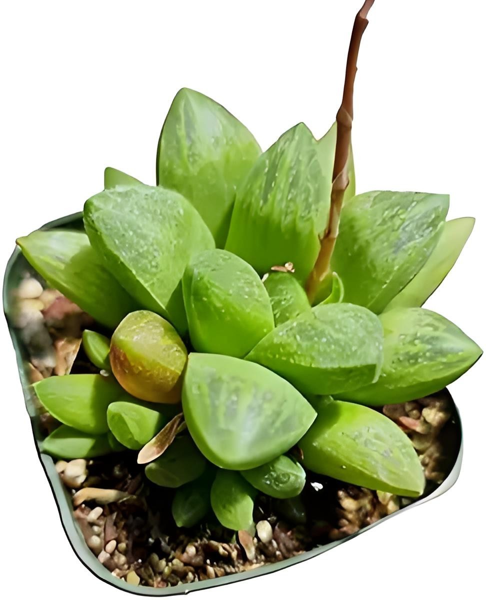 Live Aeonium Succulent Plants 2-4 Inch Fully Rooted in Pots with Soil Home Decor
