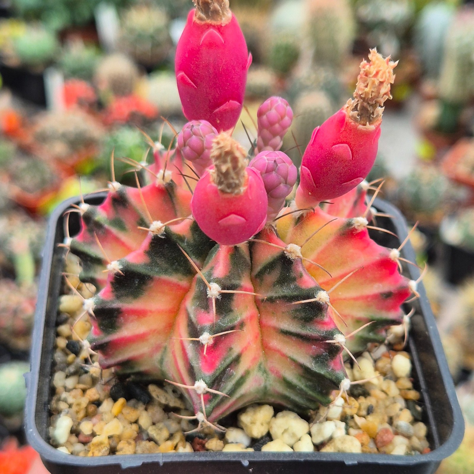 Gymnocalycium mihanovichii f.variegata VVG37 20seeds harvest 2025