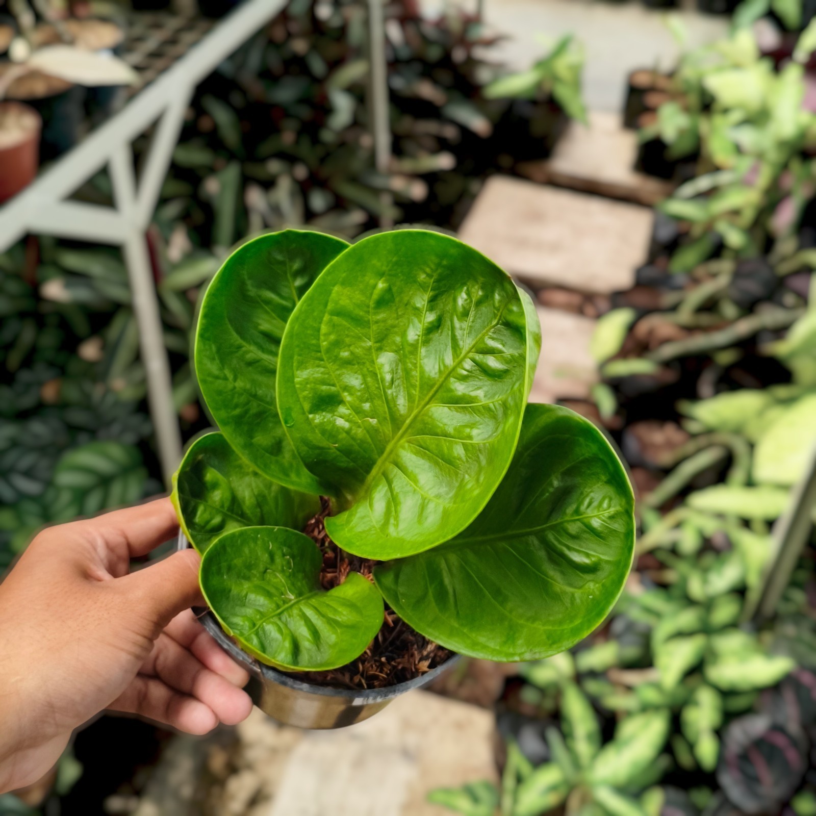 Anthurium Granpa Ornamental Plant