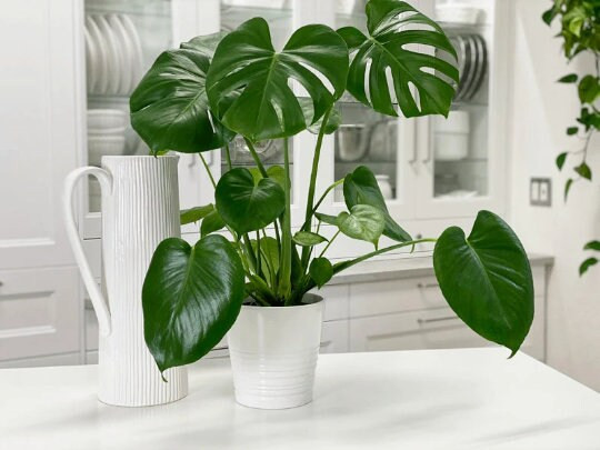 Monstera Deliciosa Cutting Tropical Split Leaf Plant | Indoor & Outdoor Live