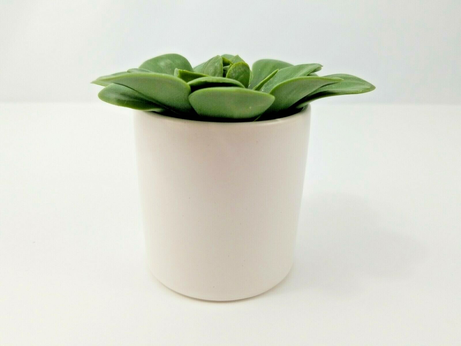 Artificial Dudleya Succulent by Project 62 In White Pot 4.5″ x 4″- LOT OF 6 New