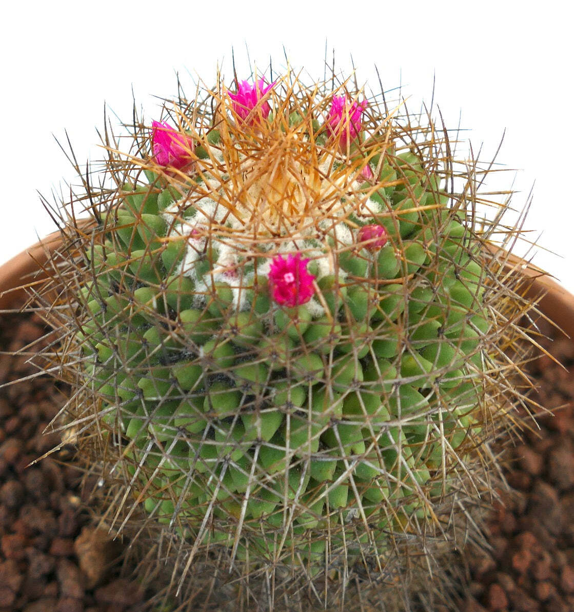 Mammillaria parkinsonii REP 2363 Pena Miller, Querétaro, Mexico –