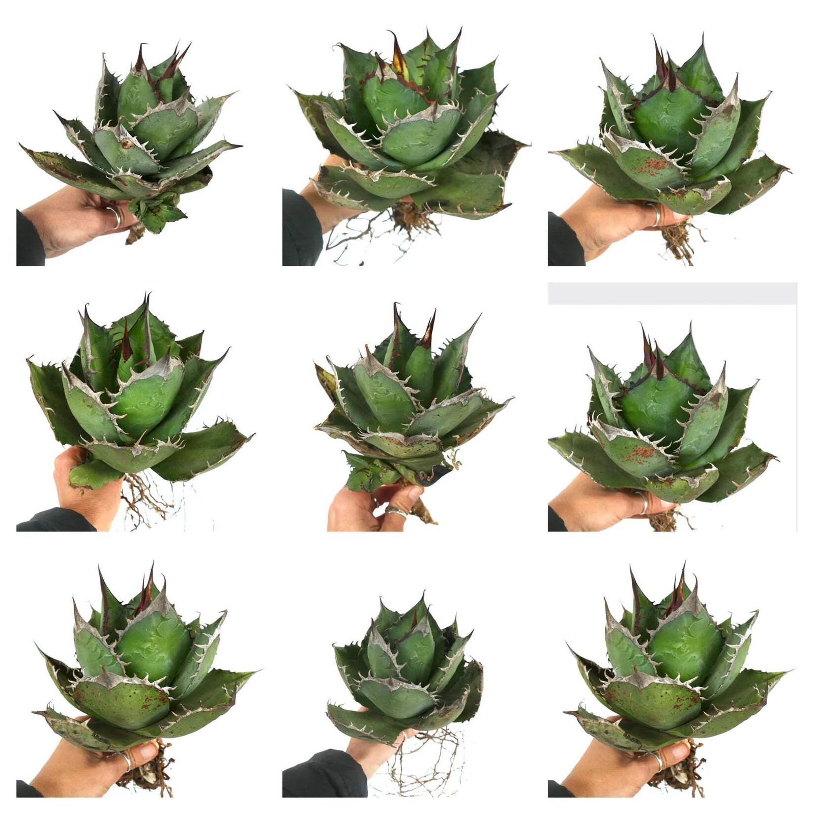 Agave titanota cv CAPRIOLI (Sicily, ITALY) 10-15cm | Chalk agave | Titanota agav