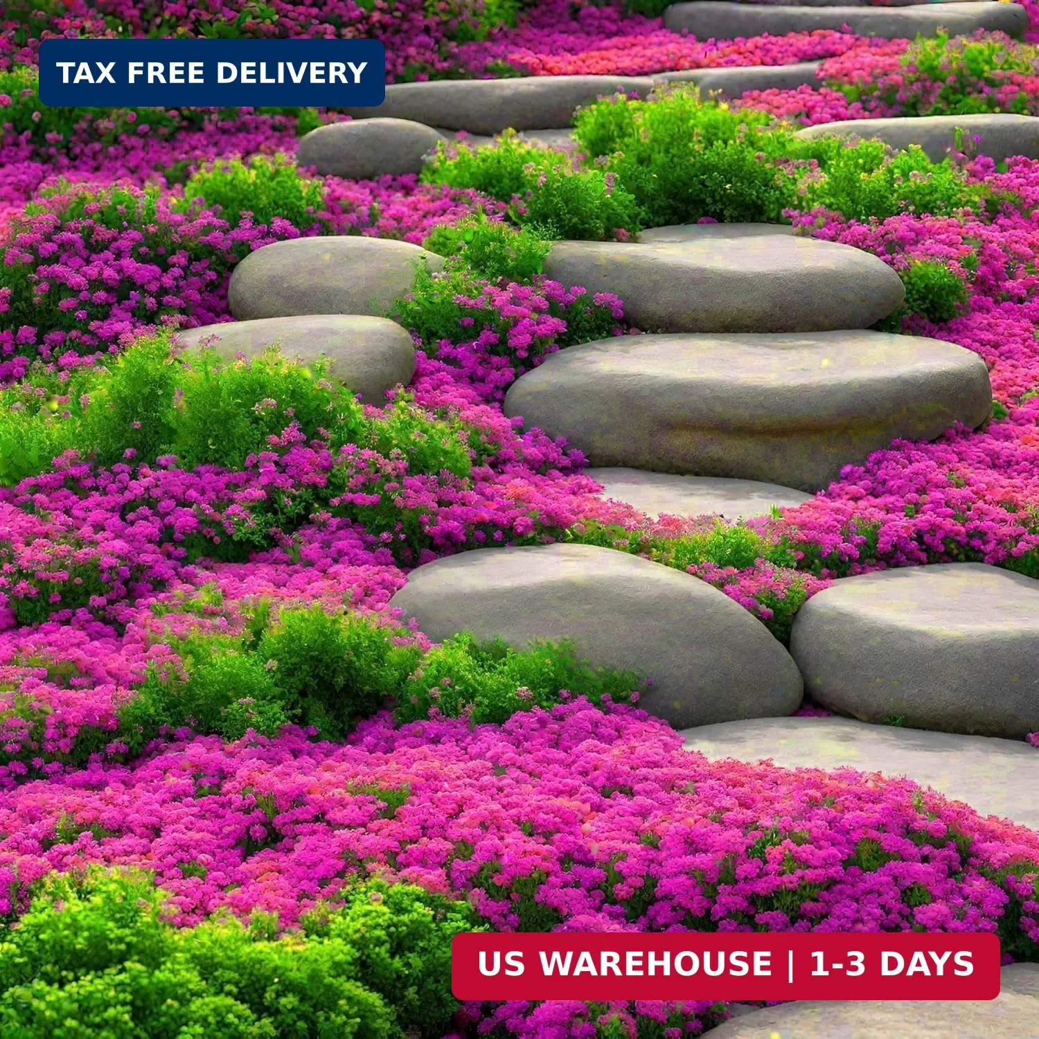 20000pcs Creeping Thyme Seeds for Planting Perennial Ground Cover Plants Heirloo