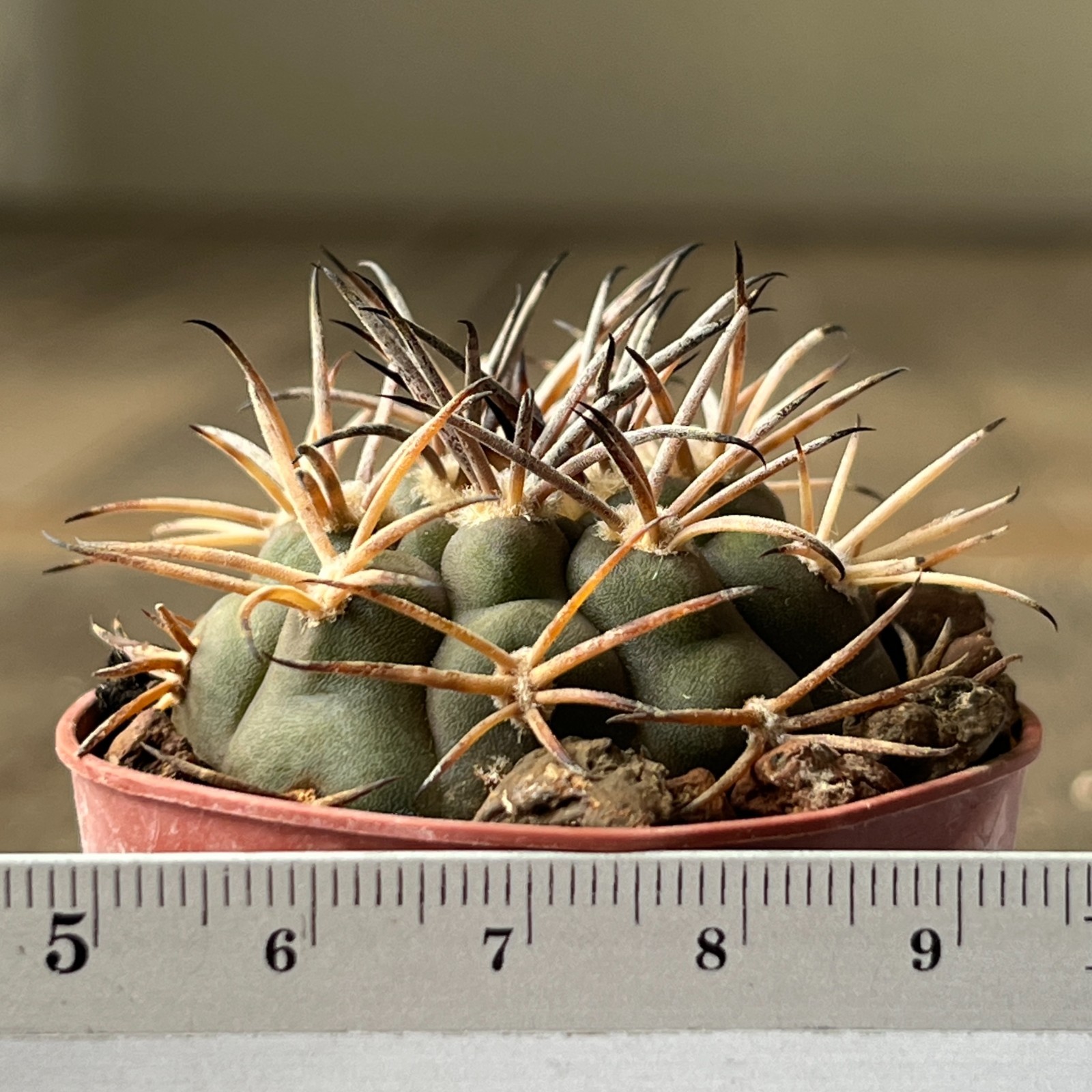 A40-2031 Gymnocalycium catamarcense v. belense, VS64, Belen, NM, own Root