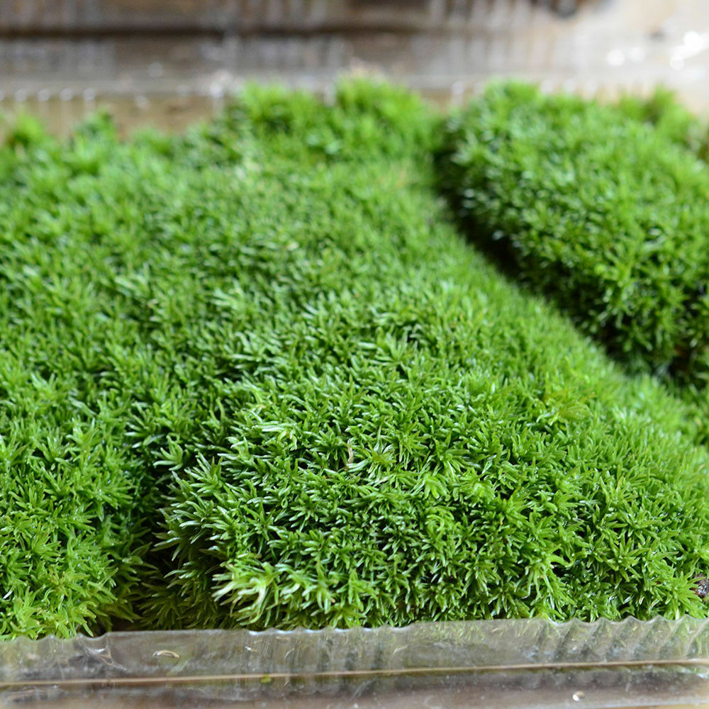 Natural Reindeer Moss Preserved Dried Craft Flower Stamen Decoration