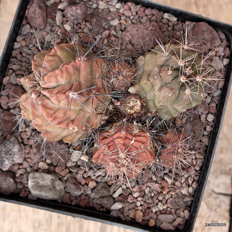 D3781 GYMNOCALYCIUM PAEDIOPHILUM pot14-H7-W13 cm MaMa cactus