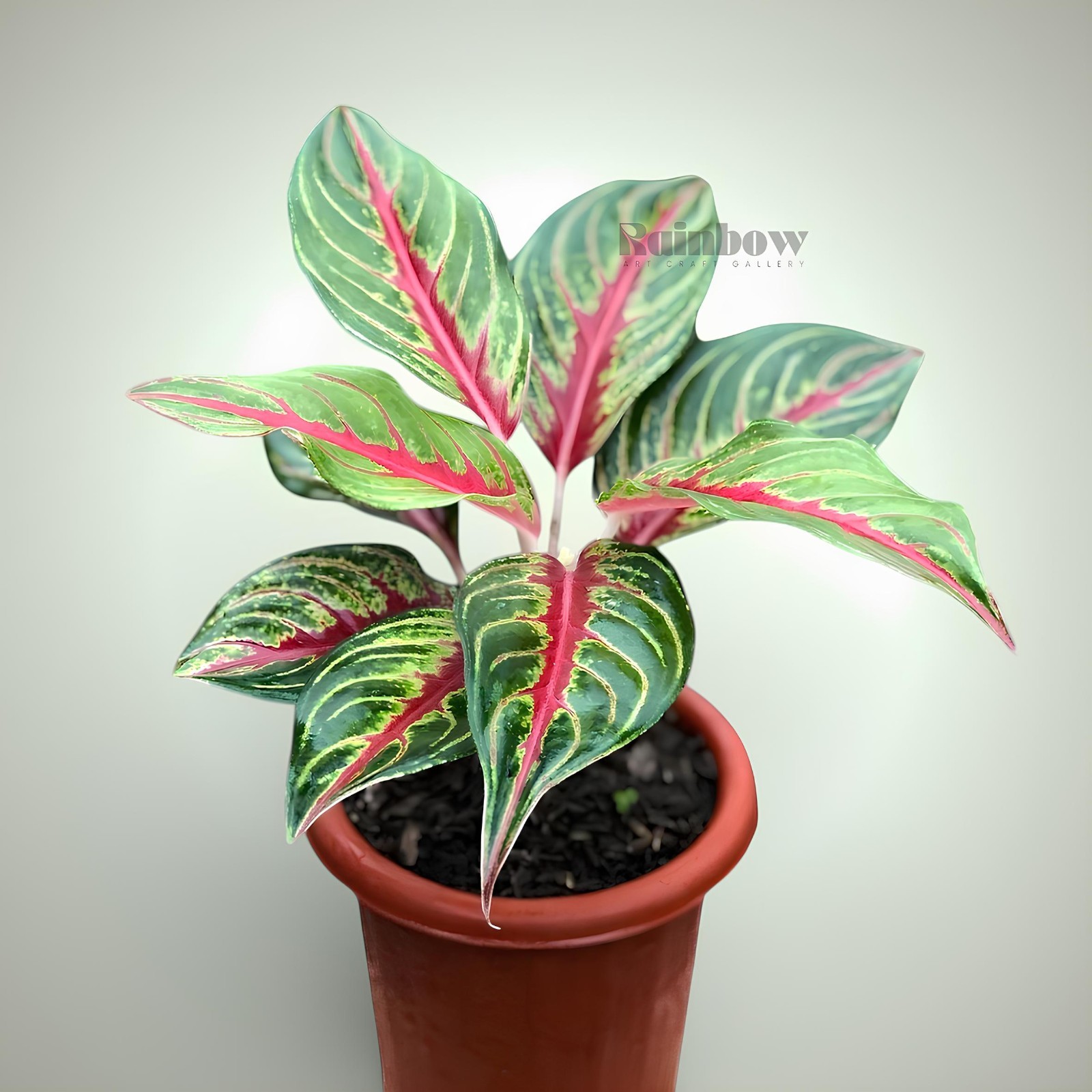 Aglaonema Red Sunset Beatiful Ornamental Plant