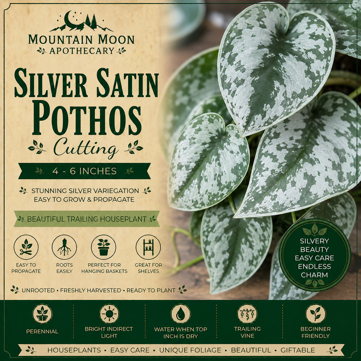 Silver Satin Pothos Cutting Scindapsus Pictus Unrooted Live Houseplant Cutting