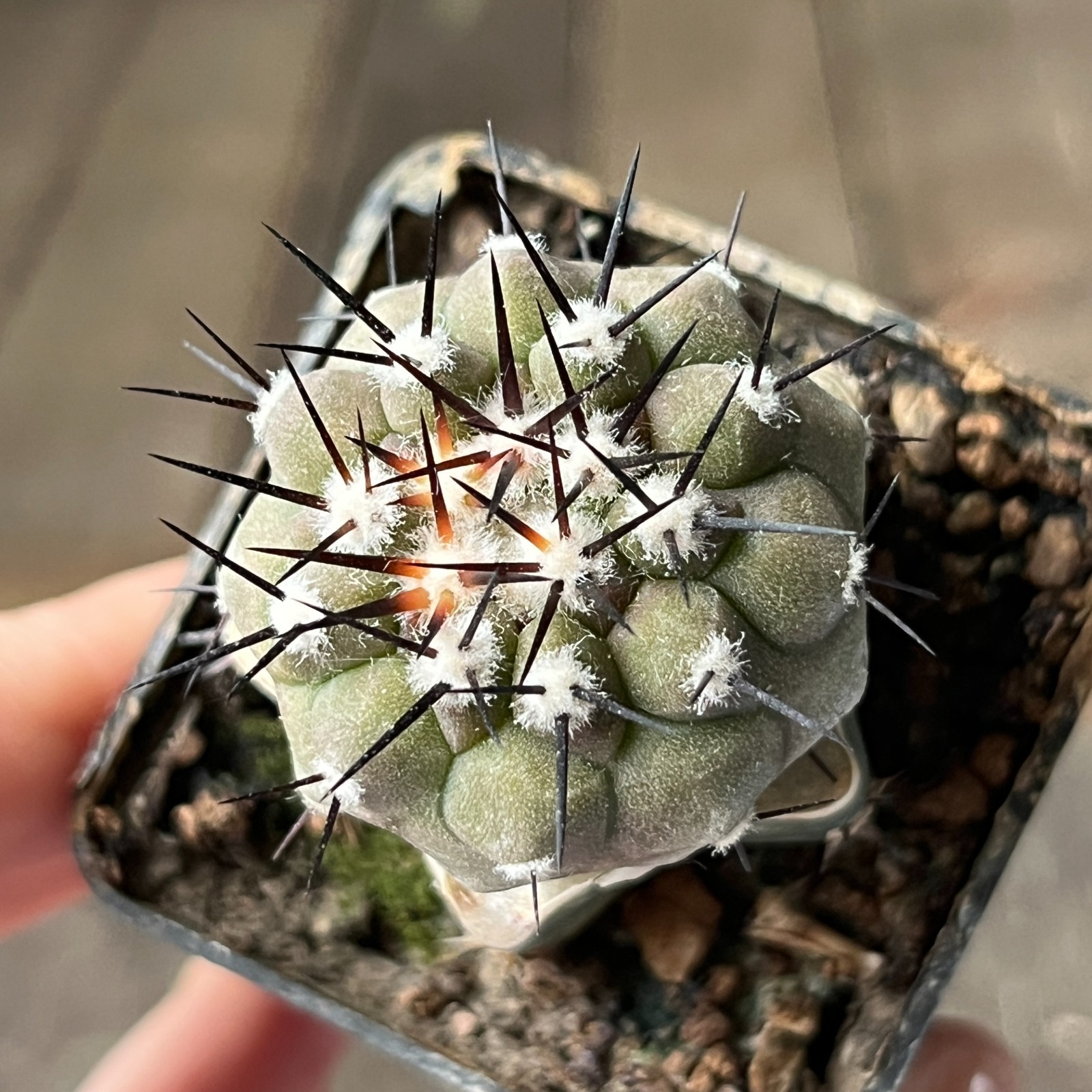 A3-1040 Copiapoa columna-alba, CS29, Esmeralda, thick white, grafted