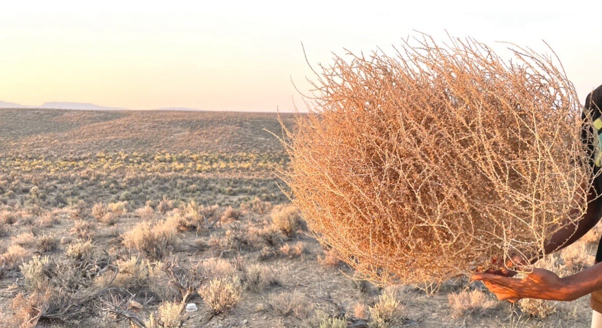 Tumbleweeds ! BEST and FULL LARGE Size! 16”-19” Natural Western Decor Nevada USA