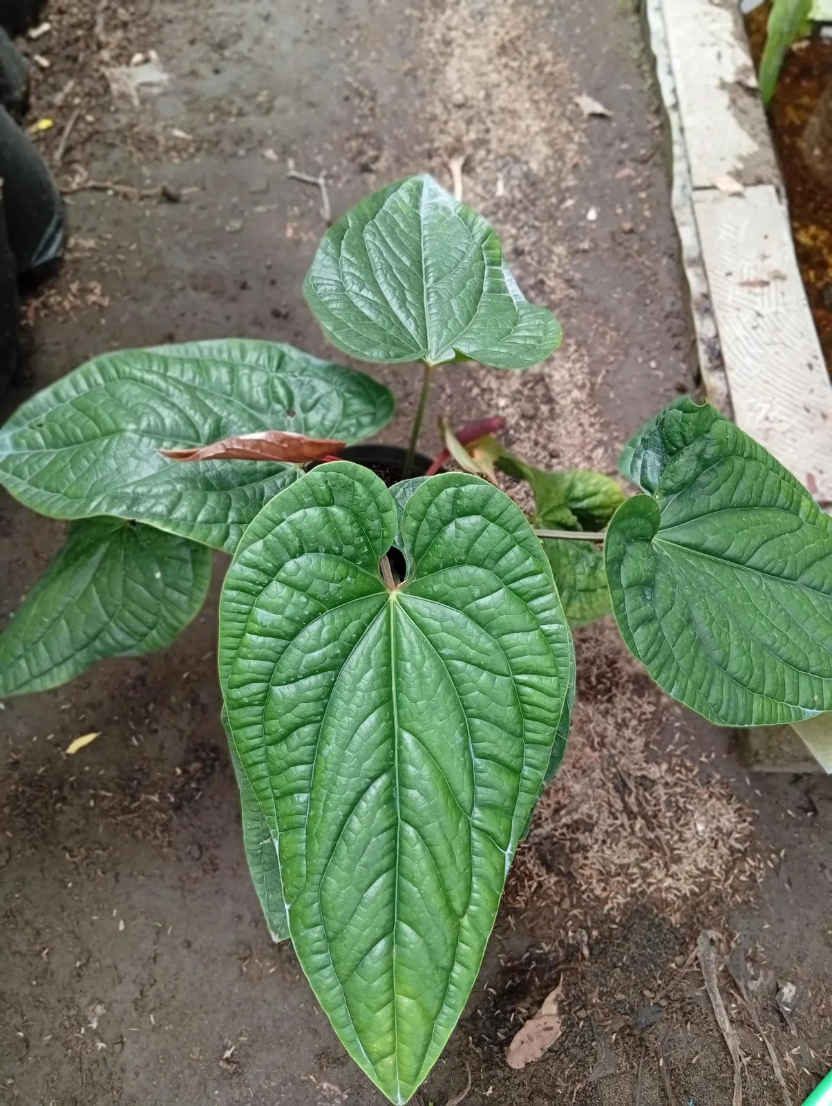 Real Picture Anthurium Radicans Medium Size