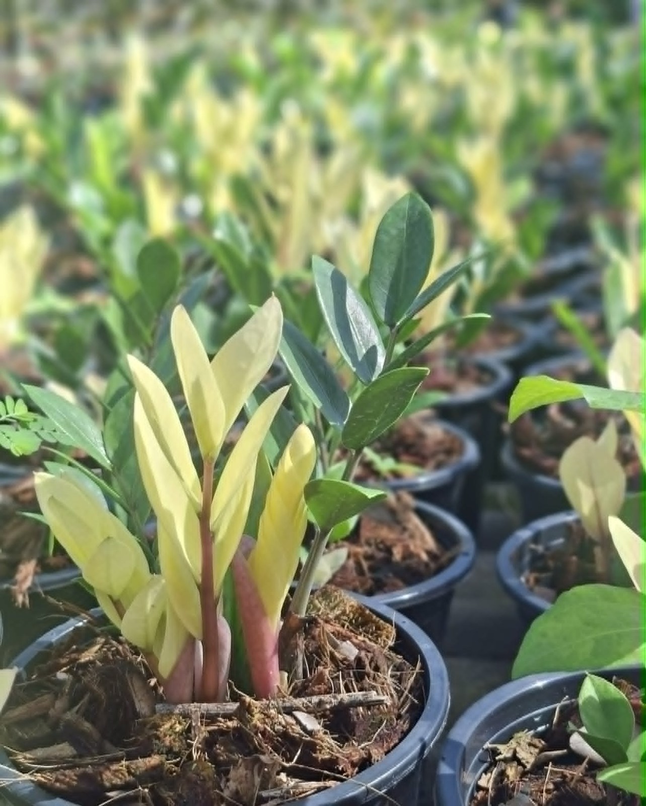scientific name: Ficus microcarpa L.f. ‘Golden Leave’ f.microcarpa02