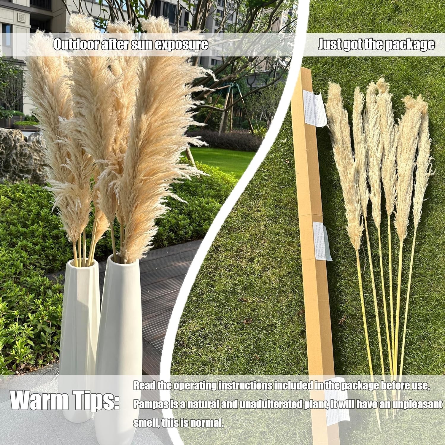 Natural Dried Pampas Grass Stems – 55 Inches of Fluffy Beige Beauty for Events