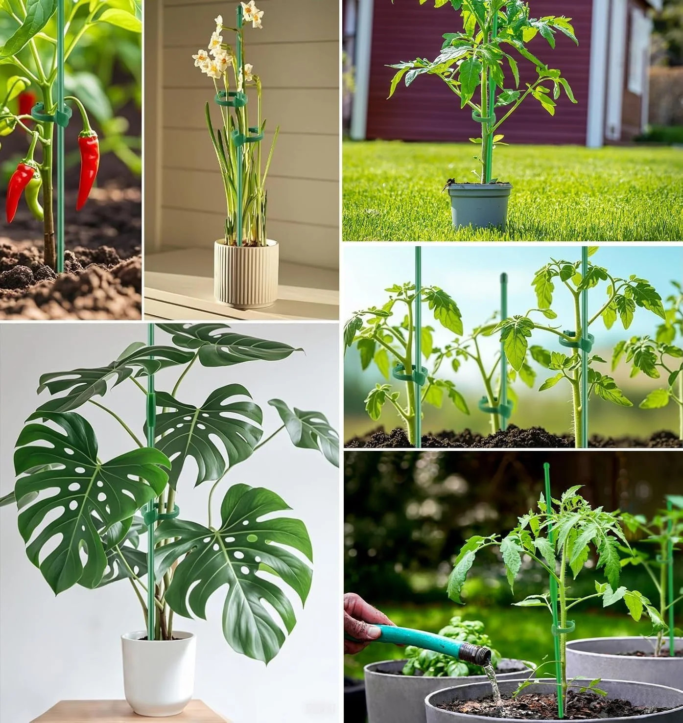 Plant Stakes,MAFONE 10Pcs 15In Monstera Plant Support Orchid Sticks Extended to