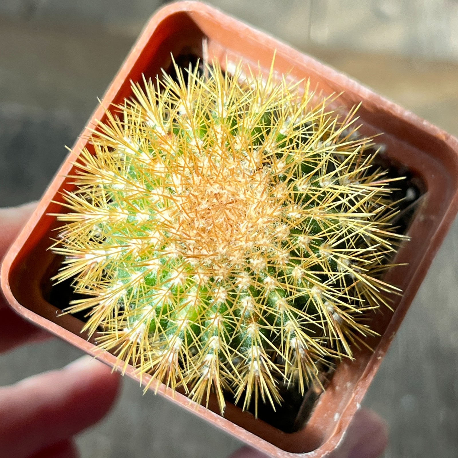 A17-444 Uebelmannia pectinifera f. flavispina, grafted