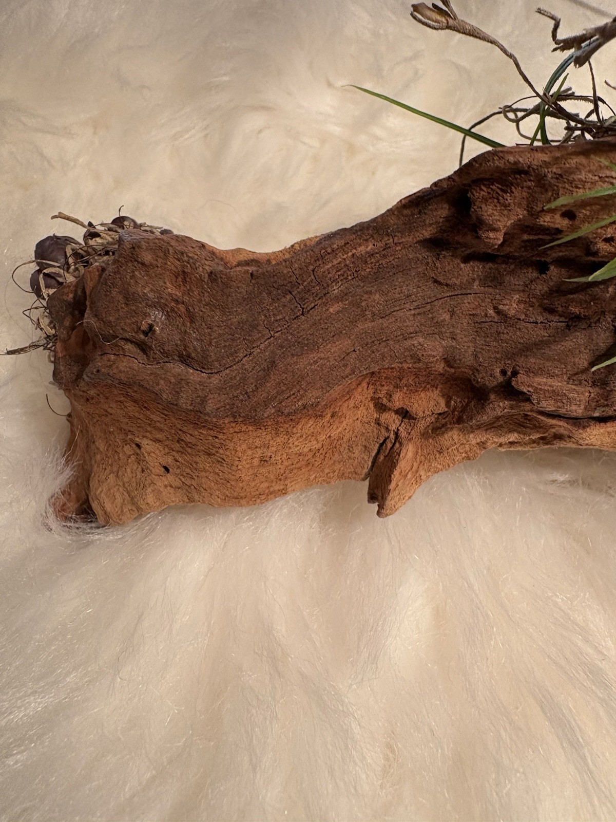 Grapewood Branch Natural Rare Piece Decorative With Colored Succulent Grass