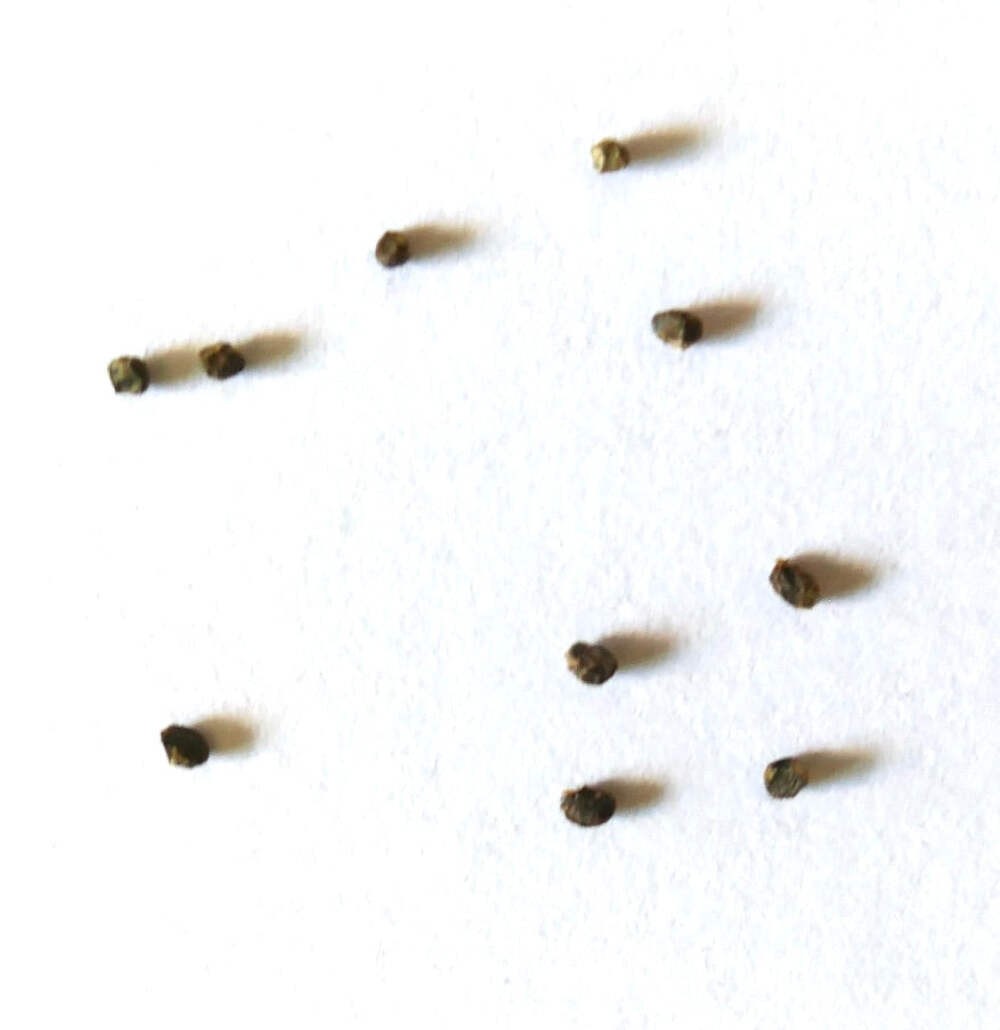 Sulcorebutia steinbachii var. horrida (Las Vacos) SEEDS – Rare Cactus SEEDS
