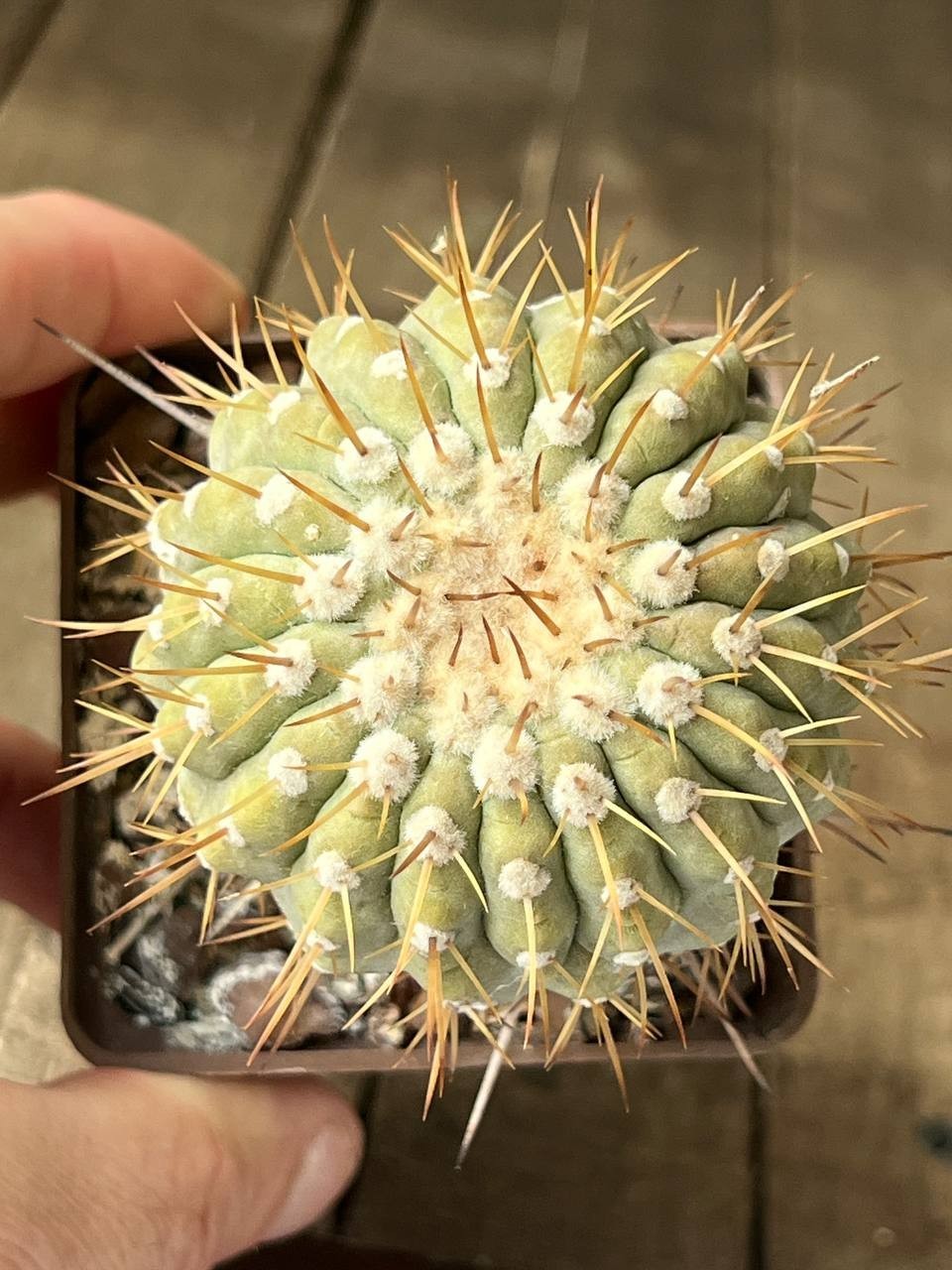 A44-4286 Copiapoa columna-alba, JN1681, Esmeralda – NP Pan de Azucar, grafted