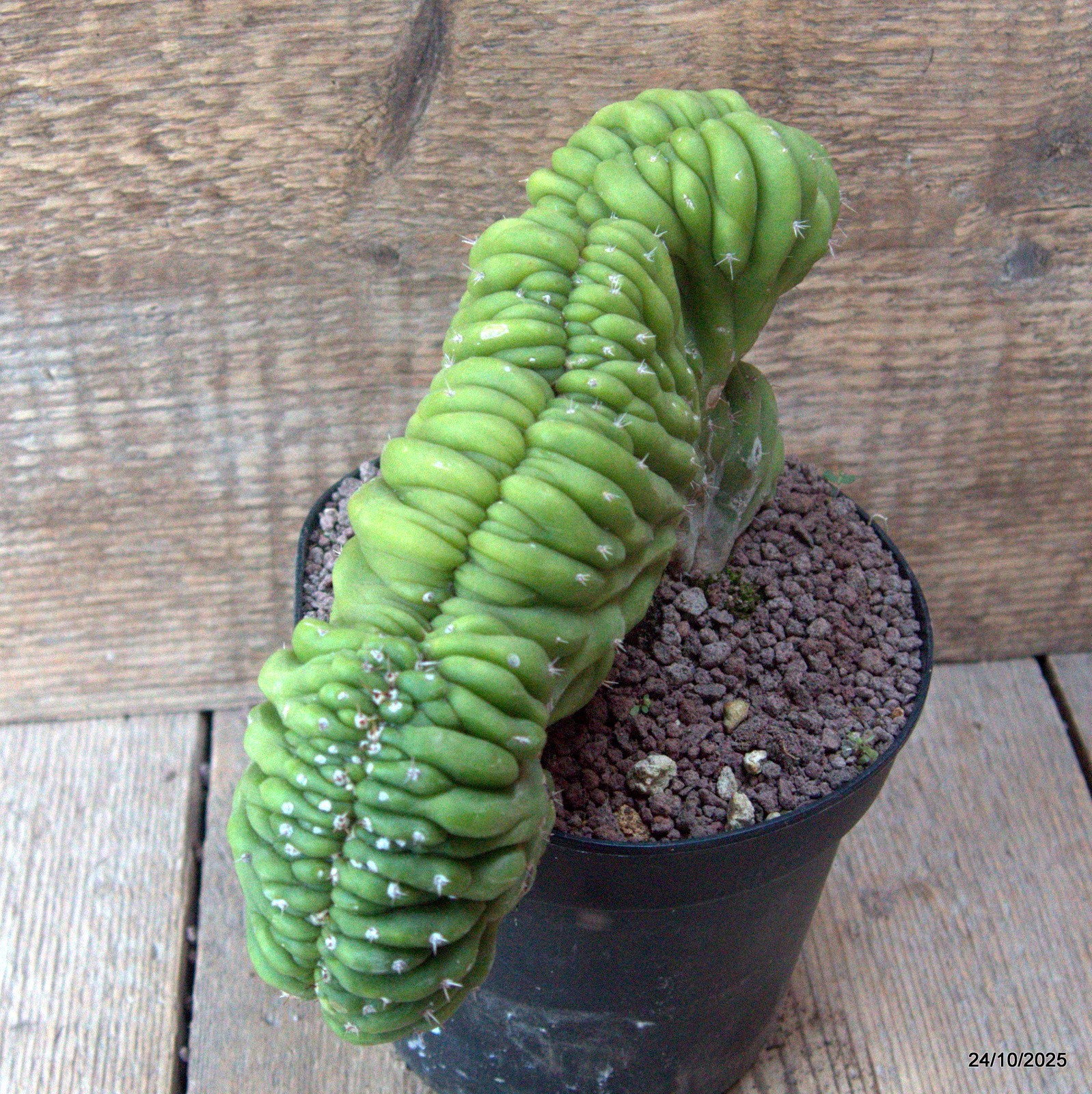 D7176 CEREUS PACHA. CRESTED pot14-H13-W22 cm MaMa Cactus