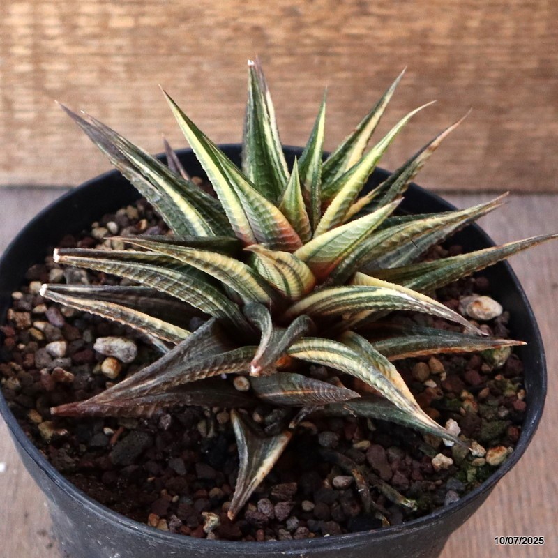 D5208 HAWORTHIA LIMIFOLIA VARIEGATED pot13-H10-W14 cm MaMa Cactus
