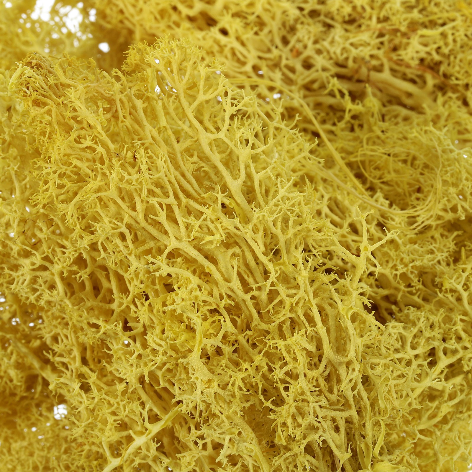 7 OZ Fake Moss, Preserved Decorative Moss with Box for Potted Plants, Yellow