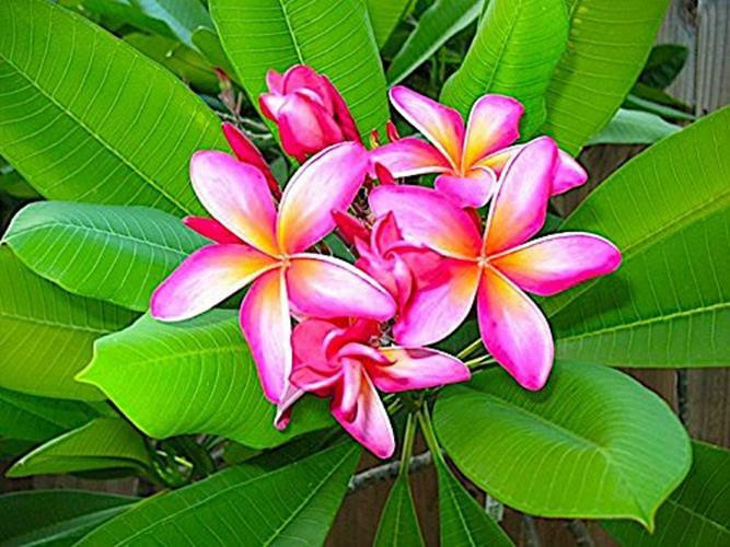 Nelson Plumeria Plant and All Flowering Tropicals Food Ferns Assorted Sizes