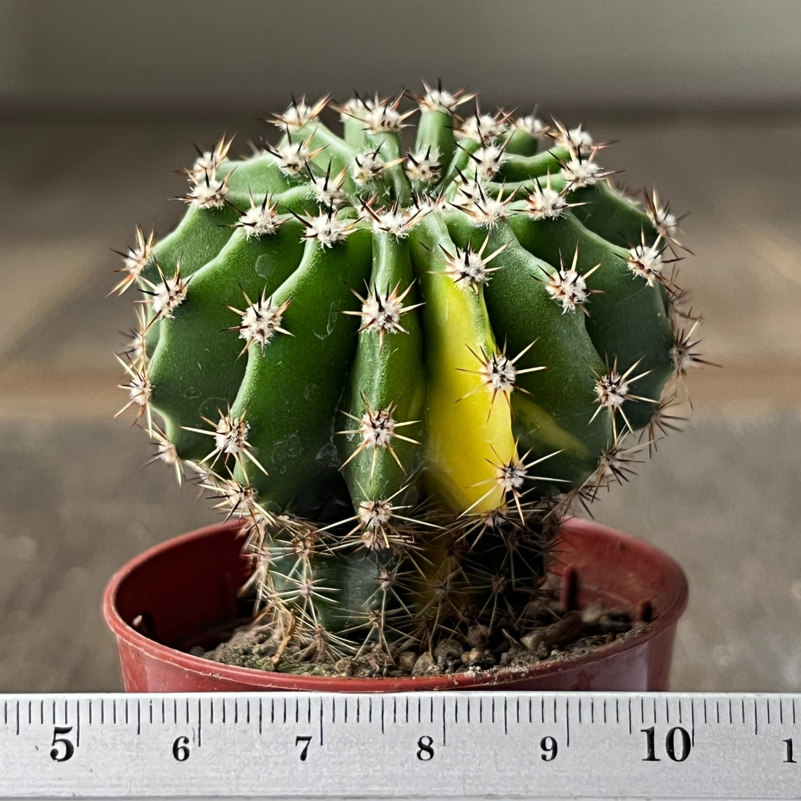 A25-2096 Echinopsis hybr f. variegata, own root