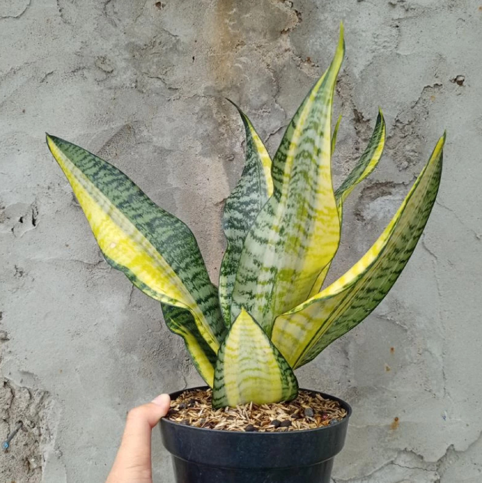 Sansevieria Futura America Variegated Big Size Rare Unique Snake Plant