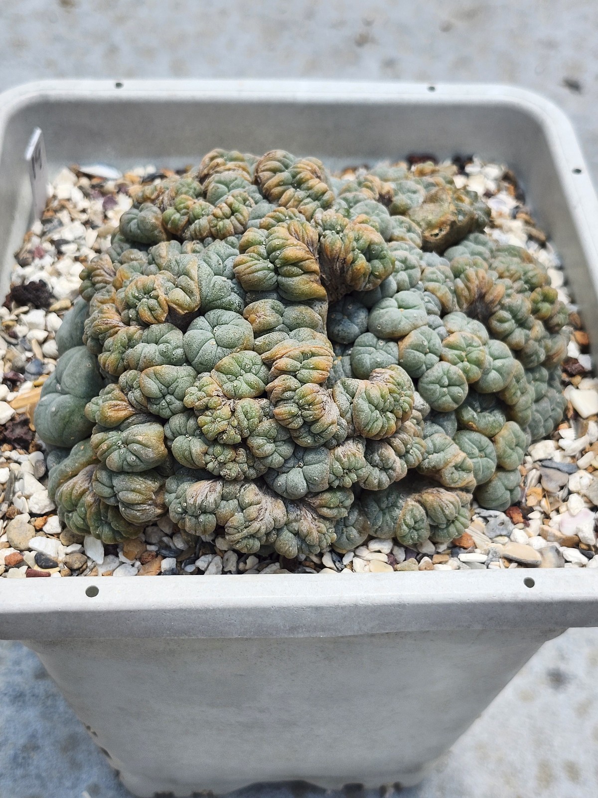 Large RARE crested cactus, self pollinating, shown in 6″ pot